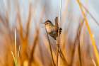 USA, California, Sonny Bono National Wildlife Refuge. Marsh wren singing on reed. Art Print